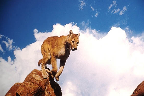 Shasta Leap